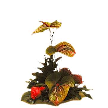 Цветы PNG